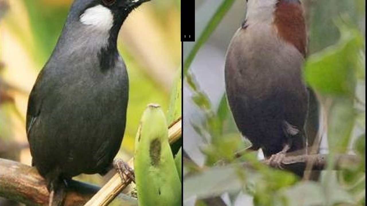 Detail Pakan Burung Gelatik Batu Nomer 52