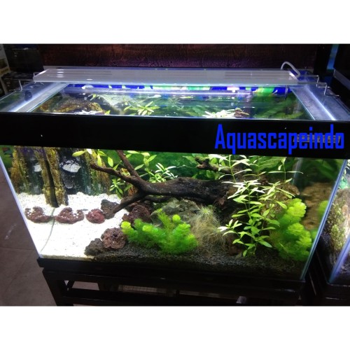 Paket Aquascape Murah - KibrisPDR