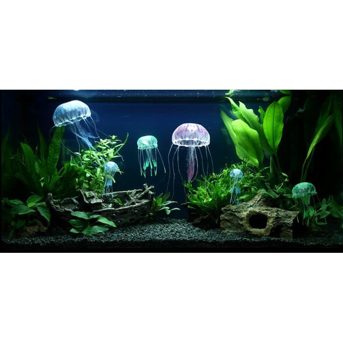 Detail Paket Aquascape Murah Nomer 4