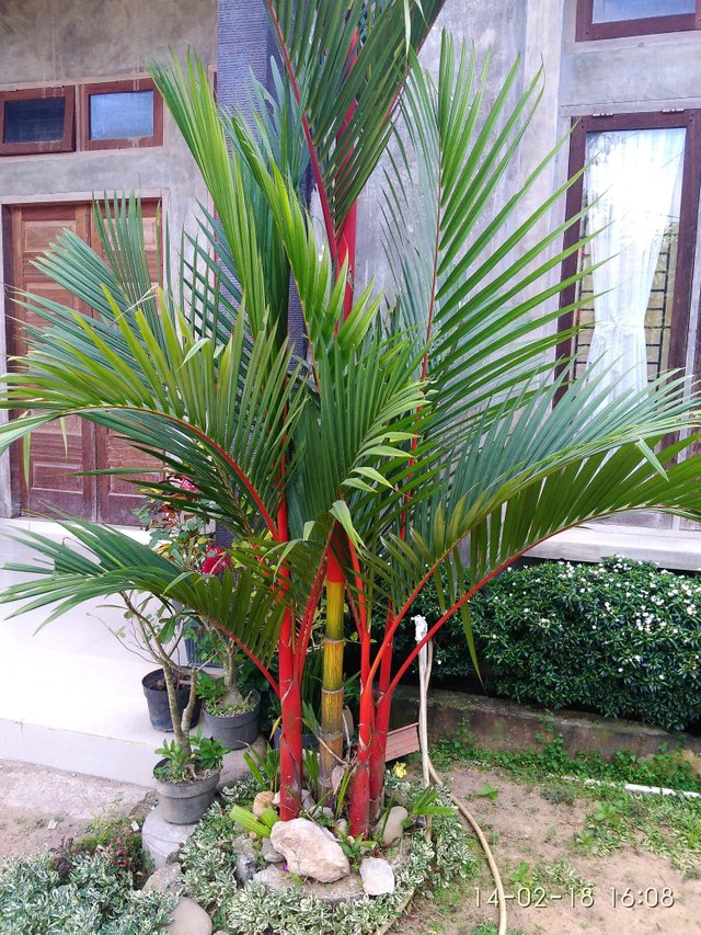 Detail Palem Merah Depan Rumah Nomer 17