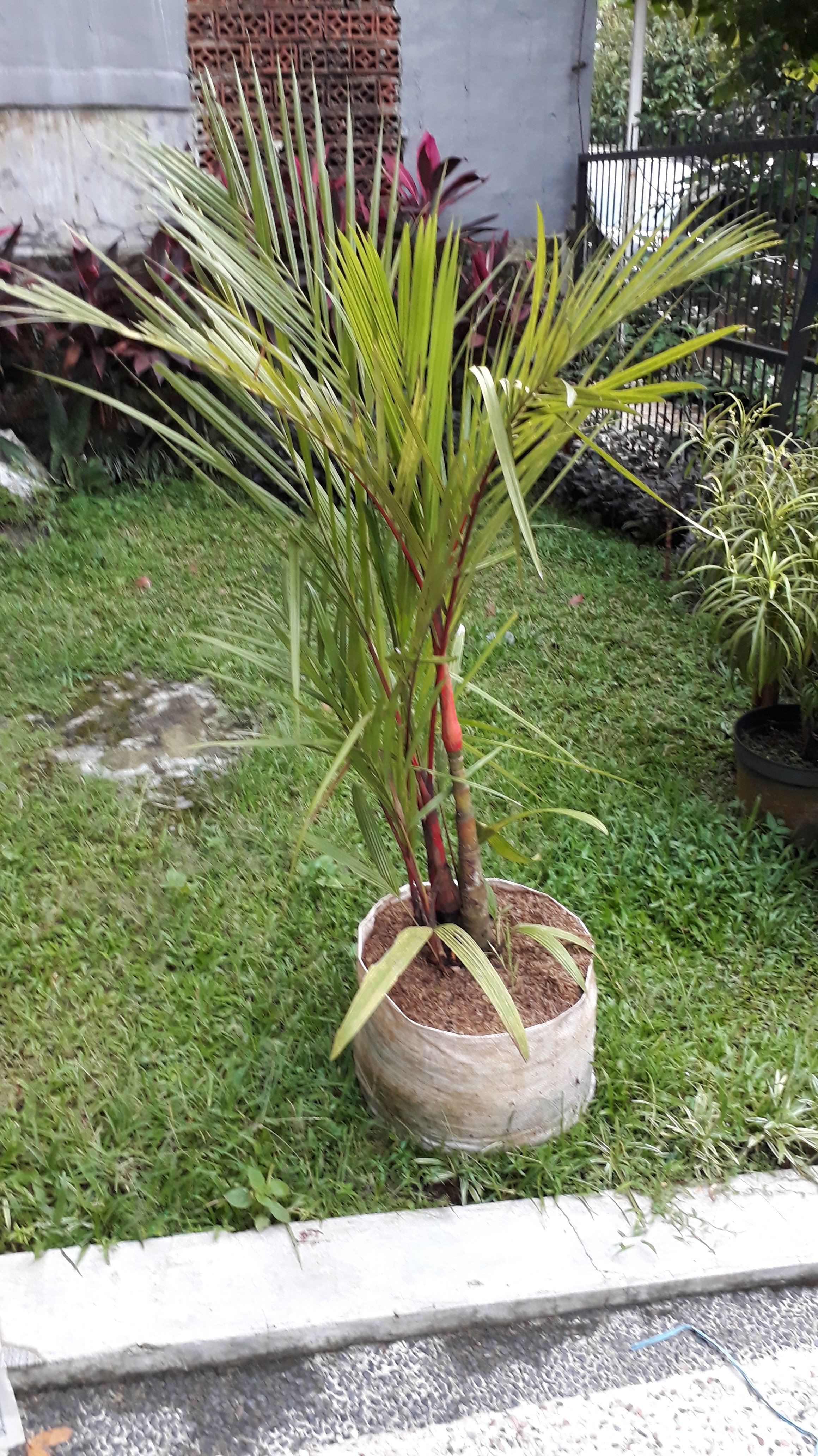 Detail Palem Merah Depan Rumah Nomer 7