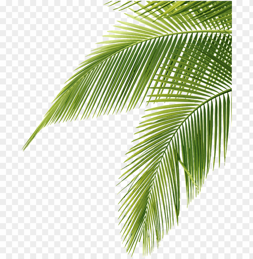 Detail Palm Branches Png Nomer 3