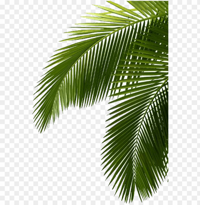 Detail Palm Branches Png Nomer 21