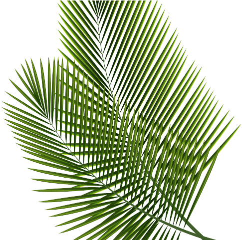Detail Palm Branches Png Nomer 25