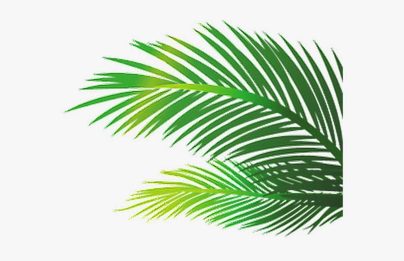 Detail Palm Branches Png Nomer 27