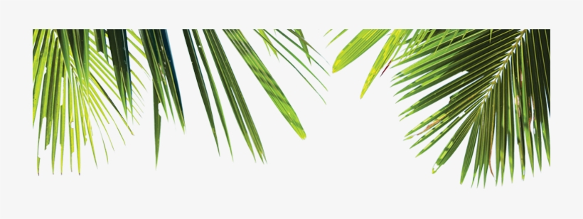 Detail Palm Branches Png Nomer 36