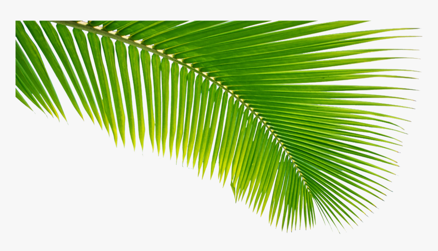 Detail Palm Branches Png Nomer 37