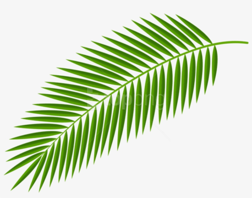 Detail Palm Branches Png Nomer 5