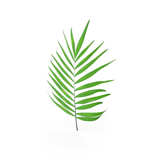 Detail Palm Branches Png Nomer 53