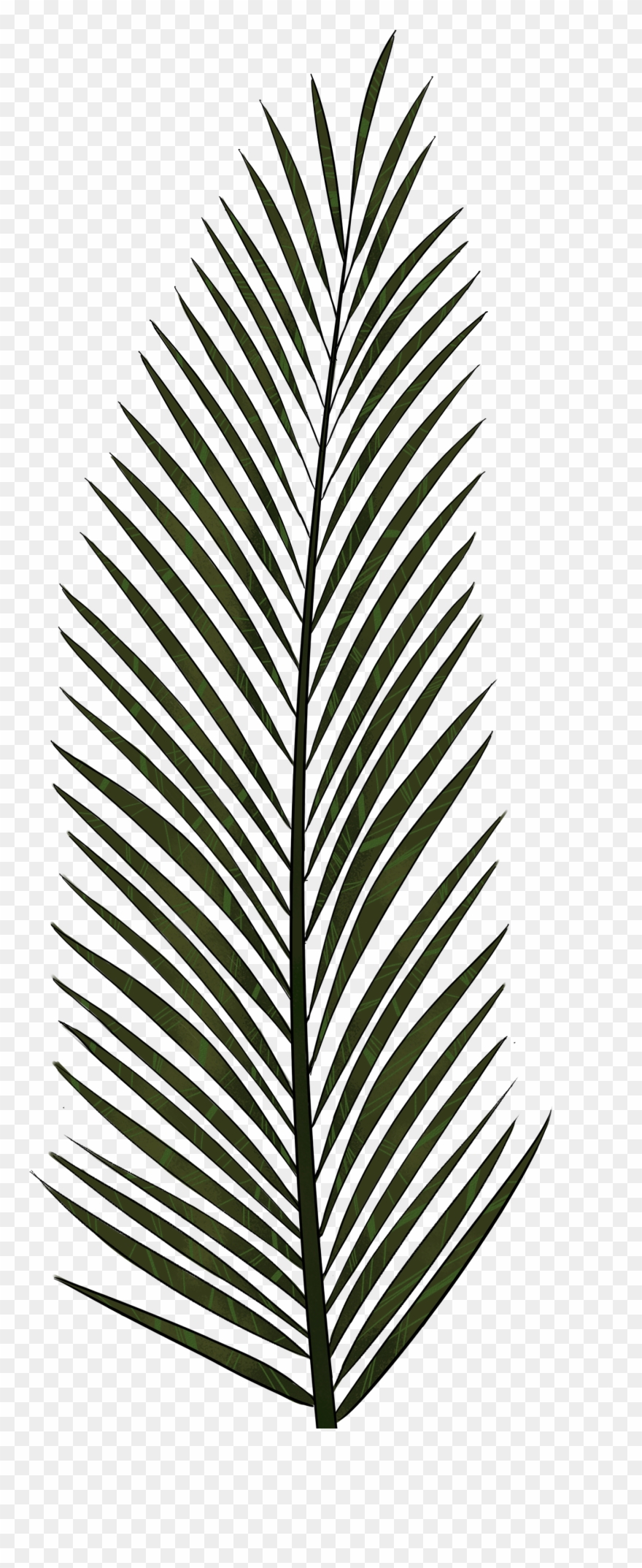 Detail Palm Branches Png Nomer 55