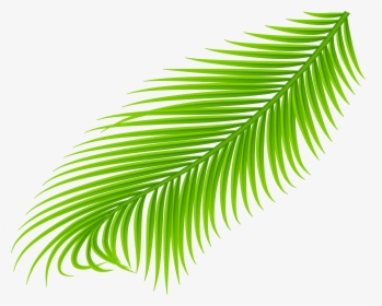 Detail Palm Branches Png Nomer 9