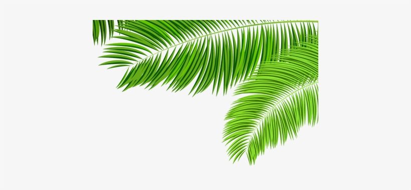 Detail Palm Fronds Png Nomer 22