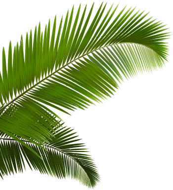 Detail Palm Fronds Png Nomer 28