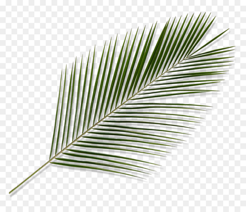 Detail Palm Fronds Png Nomer 32