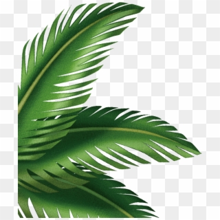 Detail Palm Fronds Png Nomer 40