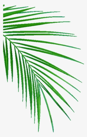 Detail Palm Fronds Png Nomer 49