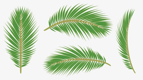 Detail Palm Fronds Png Nomer 50