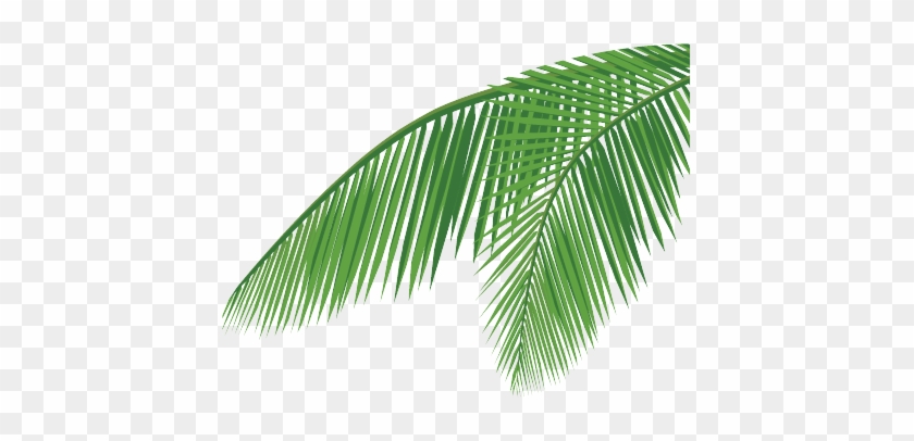 Detail Palm Fronds Png Nomer 53