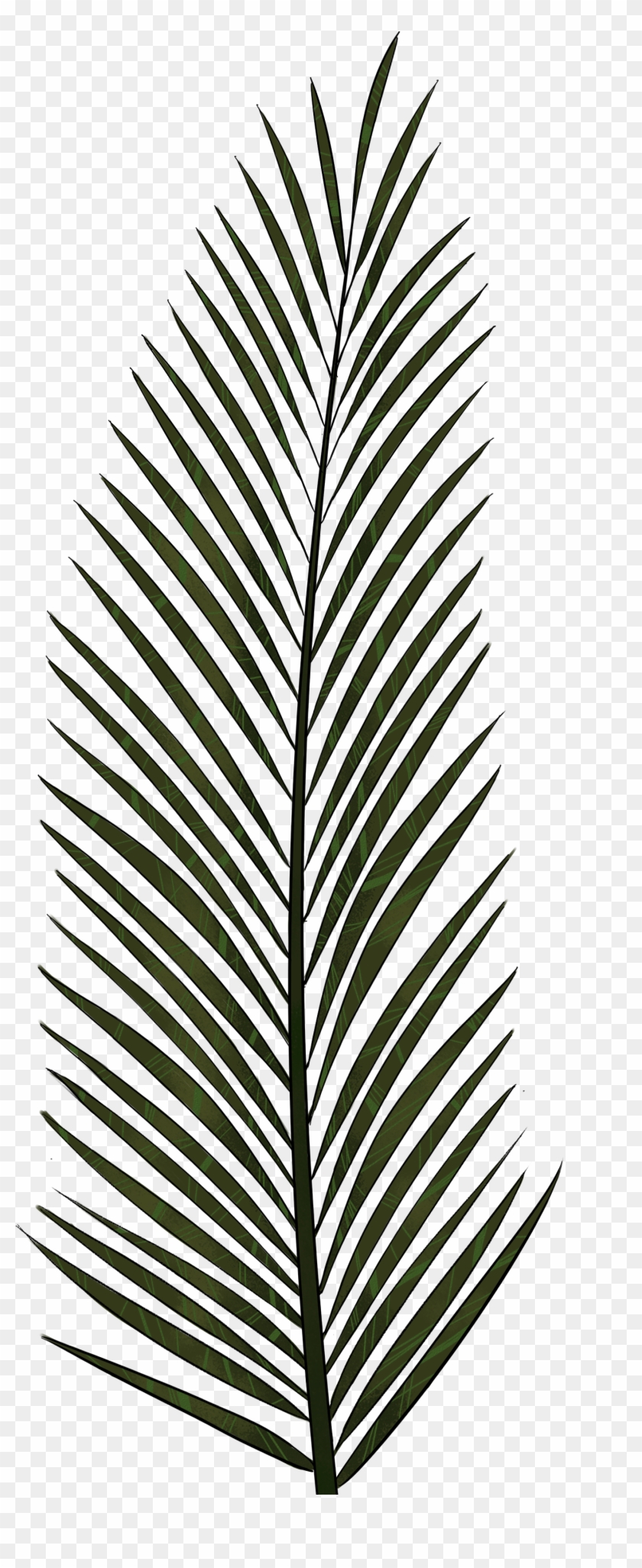 Detail Palm Fronds Png Nomer 55