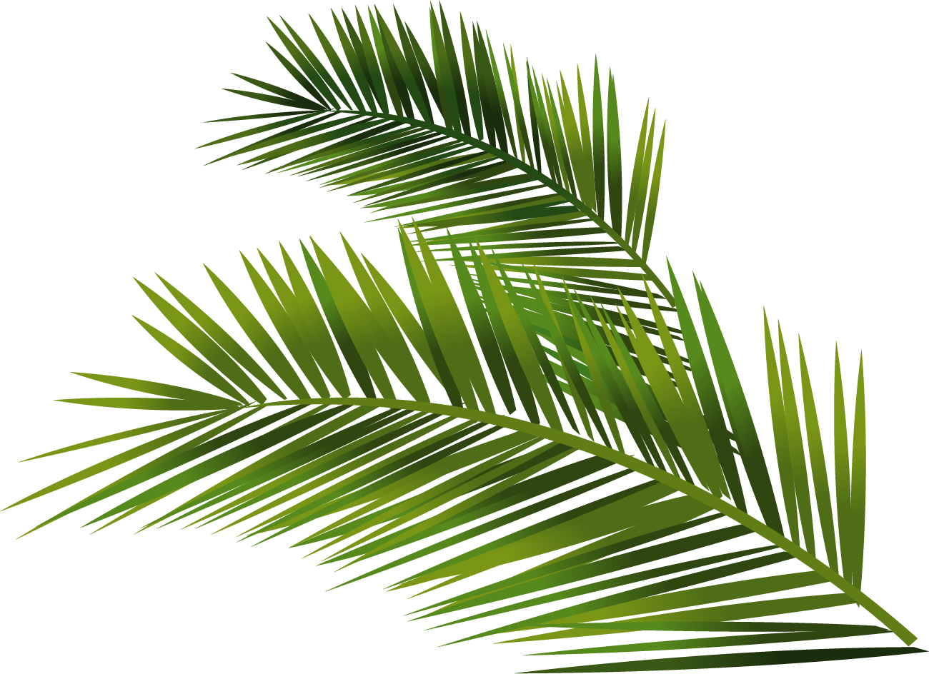 Detail Palm Fronds Png Nomer 9