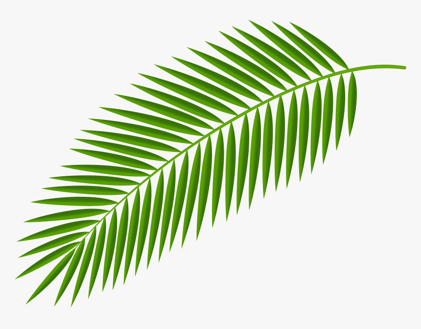 Detail Palm Leaf Clip Art Free Nomer 22