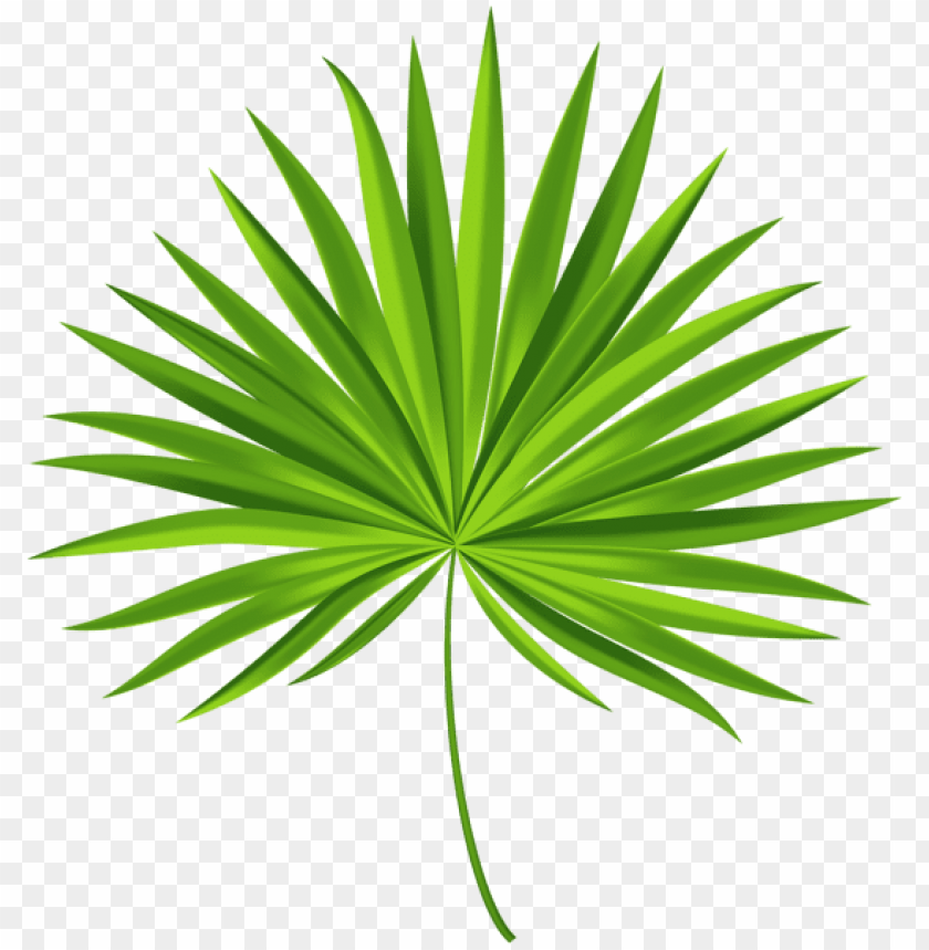 Detail Palm Leaf Clip Art Free Nomer 34
