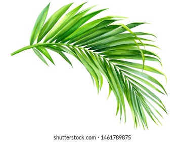 Detail Palm Leaf Clip Art Free Nomer 7