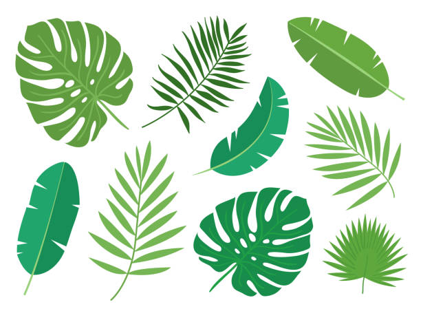 Palm Leaf Clipart - KibrisPDR