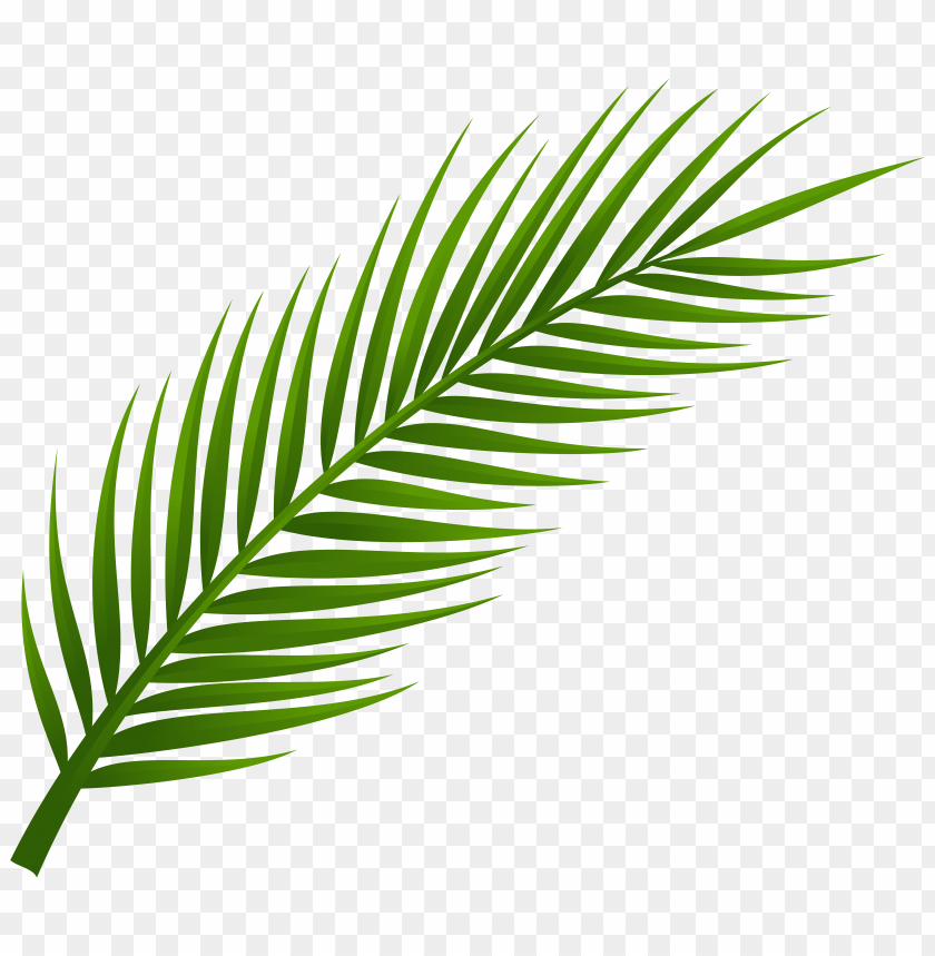 Detail Palm Leaf Clipart Nomer 10