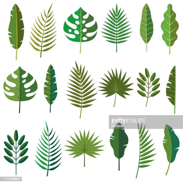 Detail Palm Leaf Clipart Nomer 12