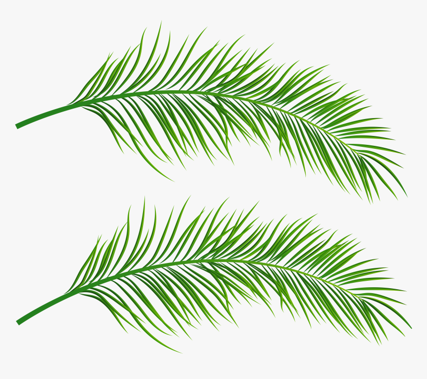 Detail Palm Leaf Clipart Nomer 17