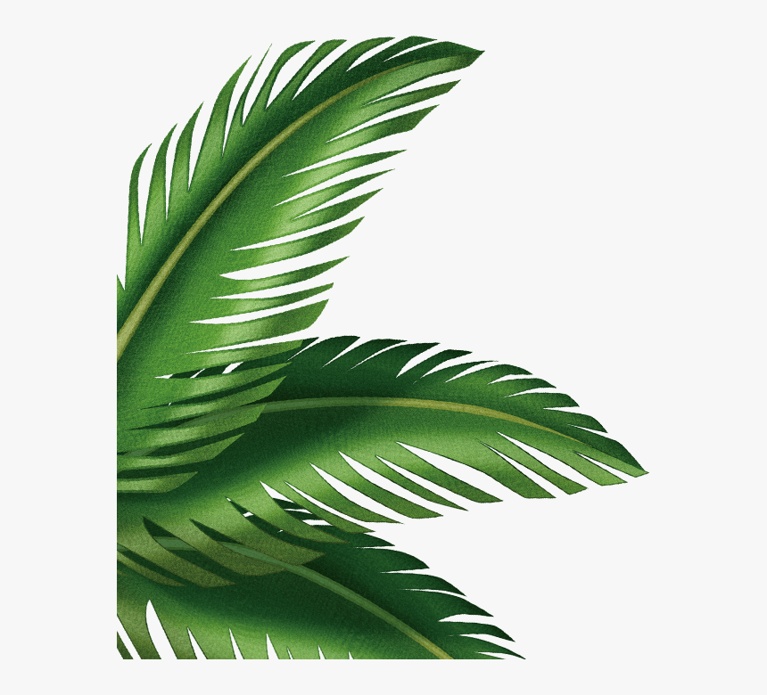 Detail Palm Leaf Clipart Nomer 18