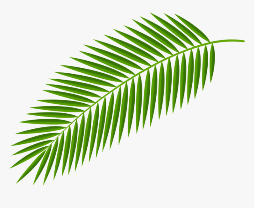 Detail Palm Leaf Clipart Nomer 30