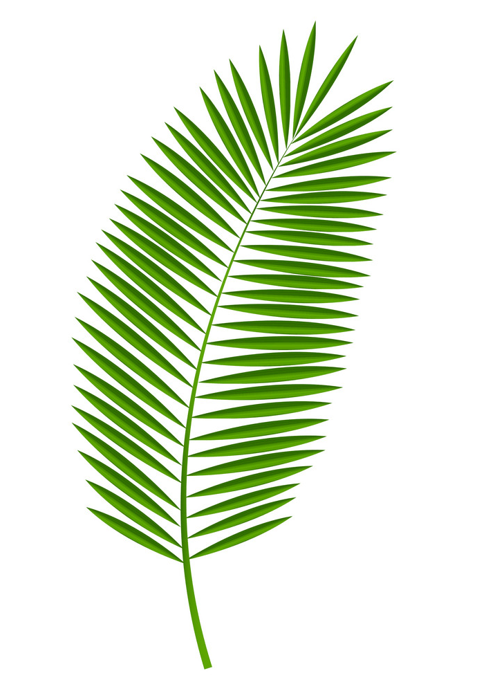 Detail Palm Leaf Clipart Nomer 31