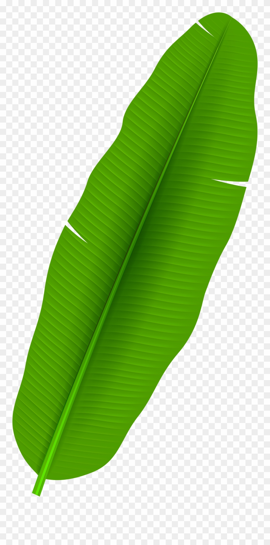 Detail Palm Leaf Clipart Nomer 32