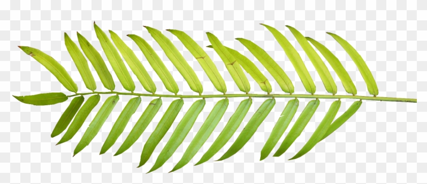 Download Palm Leaf Clipart Nomer 41