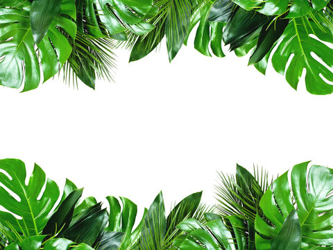 Detail Palm Leaf Clipart Nomer 43