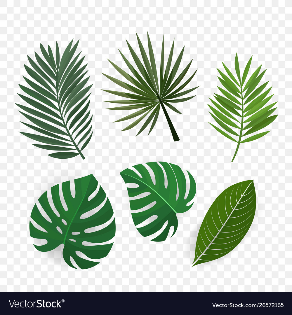 Detail Palm Leaf Clipart Nomer 7