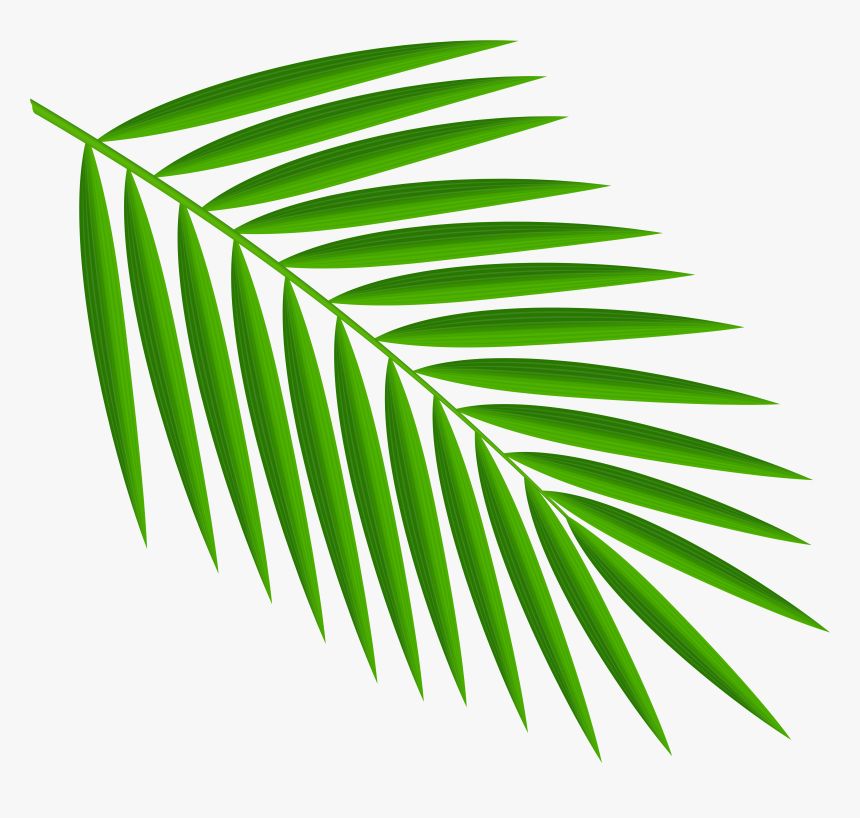 Detail Palm Leaf Clipart Nomer 8