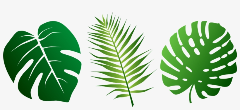 Detail Palm Leaf Clipart Nomer 9