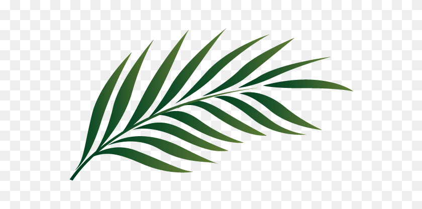 Detail Palm Leaf Clipart Black And White Nomer 17