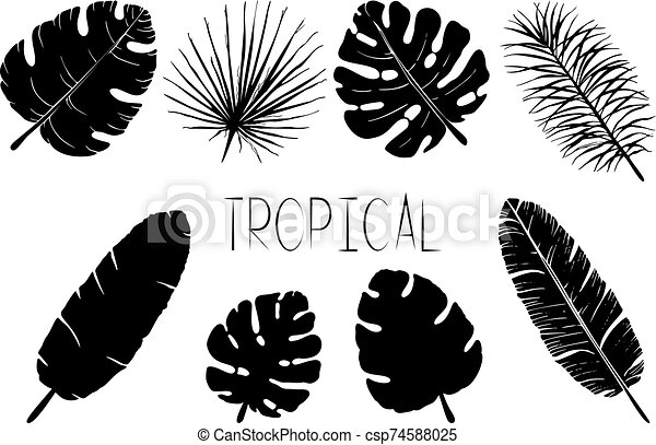 Detail Palm Leaf Clipart Black And White Nomer 19