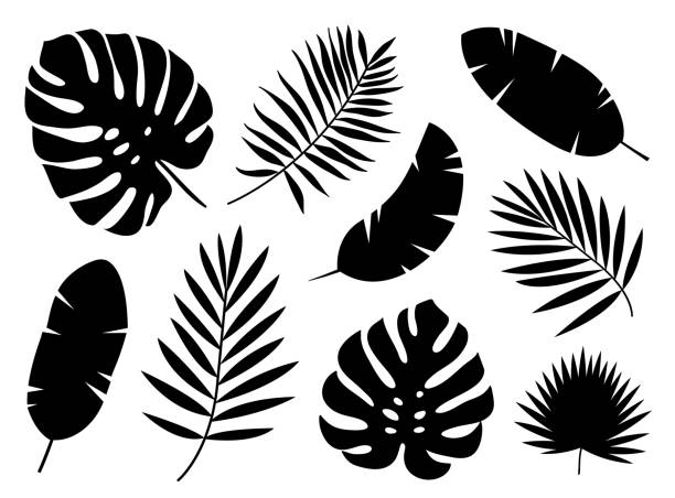 Detail Palm Leaf Clipart Black And White Nomer 20