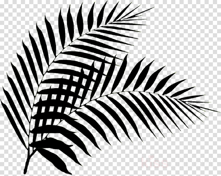 Detail Palm Leaf Clipart Black And White Nomer 45