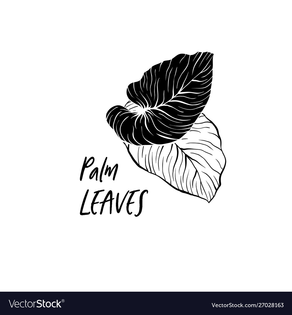 Detail Palm Leaf Clipart Black And White Nomer 54