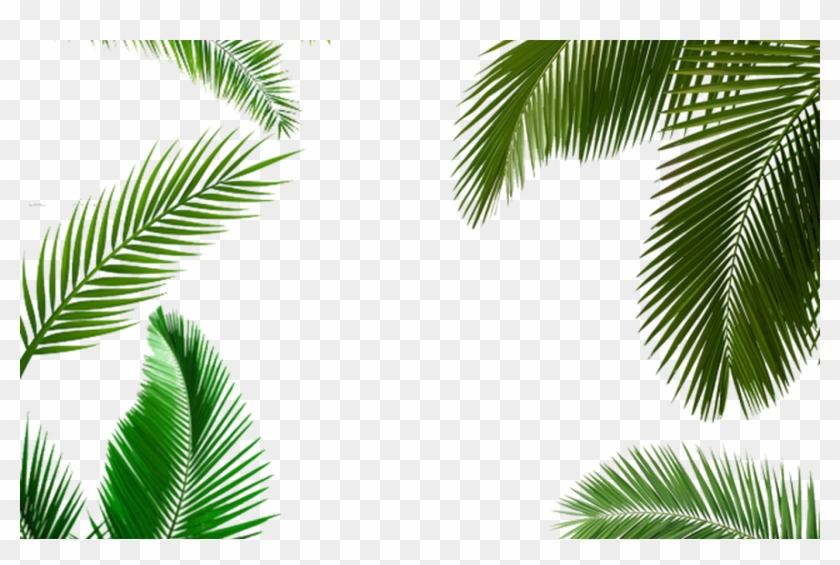 Detail Palm Leaf Png Nomer 28