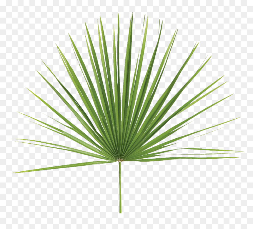 Detail Palm Leaf Png Nomer 41