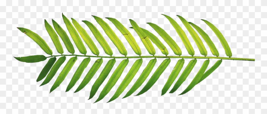 Detail Palm Leaf Png Nomer 45