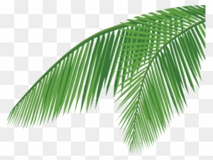 Detail Palm Leaf Png Nomer 46