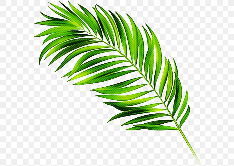 Detail Palm Leaf Silhouette Png Nomer 15